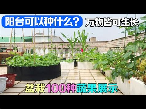 大樓陽台種菜|【大樓陽台種菜】大樓陽台種菜超簡單！4訣竅幫你輕鬆種出美味。